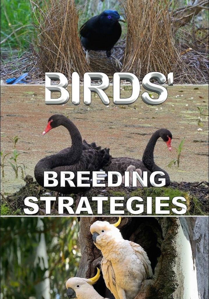 Birds' Breeding Strategies streaming watch online